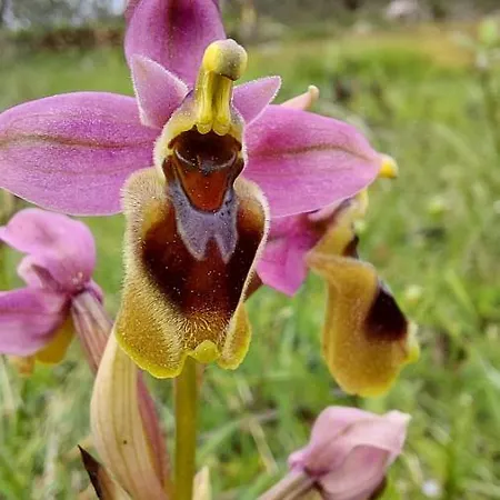 Hébergement de vacances Quinta De Sao Joao Poios
