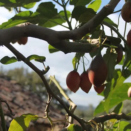 Nyaraló Quinta De Sao Joao