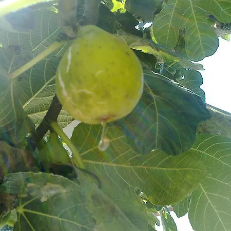 Quinta De Sao Joao Hébergement de vacances *