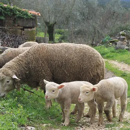 Quinta De Sao Joao * Poios