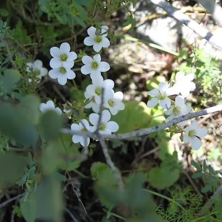Quinta De Sao Joao Poios