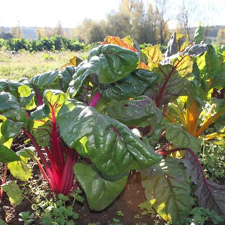 Hébergement de vacances Quinta De Sao Joao