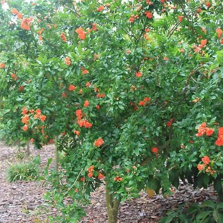 Prázdninový dům Quinta De Sao Joao Poios