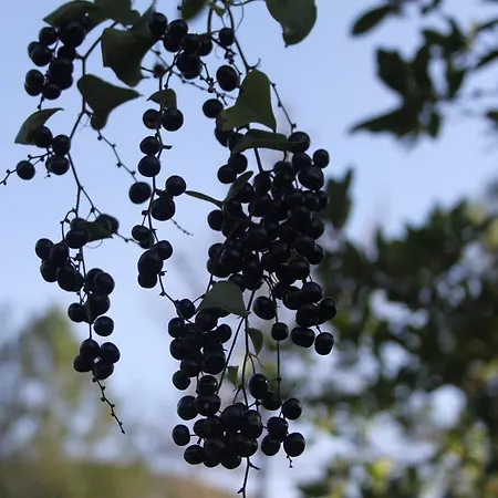 Nyaraló Quinta De Sao Joao *