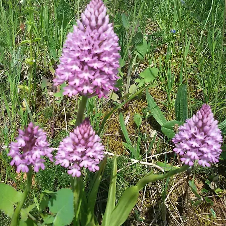 Nyaraló Quinta De Sao Joao *