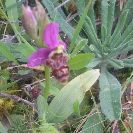 Nyaraló Quinta De Sao Joao Poios