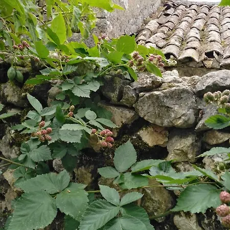 Quinta De Sao Joao Hébergement de vacances Poios