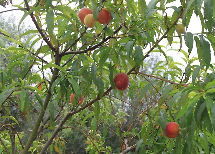 Quinta De Sao Joao Feriehus *